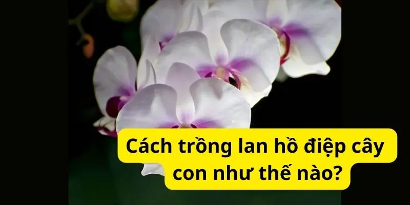 Cách trồng lan hồ điệp cây con như thế nào?