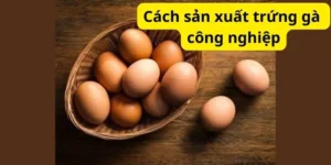 Cách sản xuất trứng gà công nghiệp