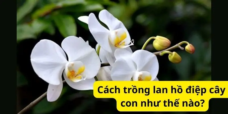 cách trồng lan hồ điệp cây con