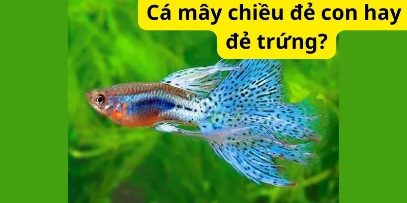 Cá mây chiều đẻ con hay đẻ trứng?