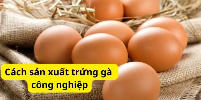 Cách sản xuất trứng gà công nghiệp